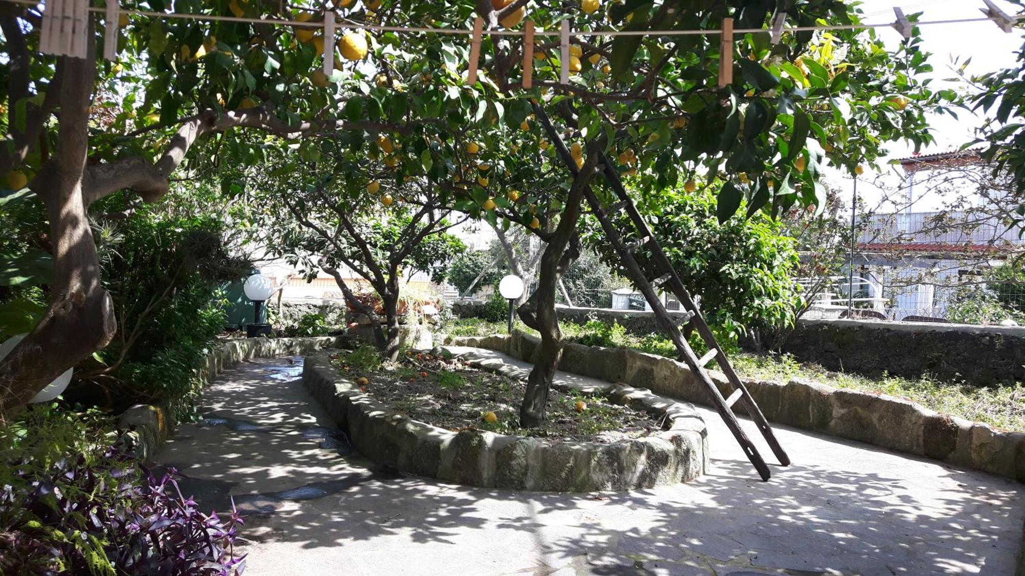 Holiday Apartments Lacco Ameno  Esterno foto